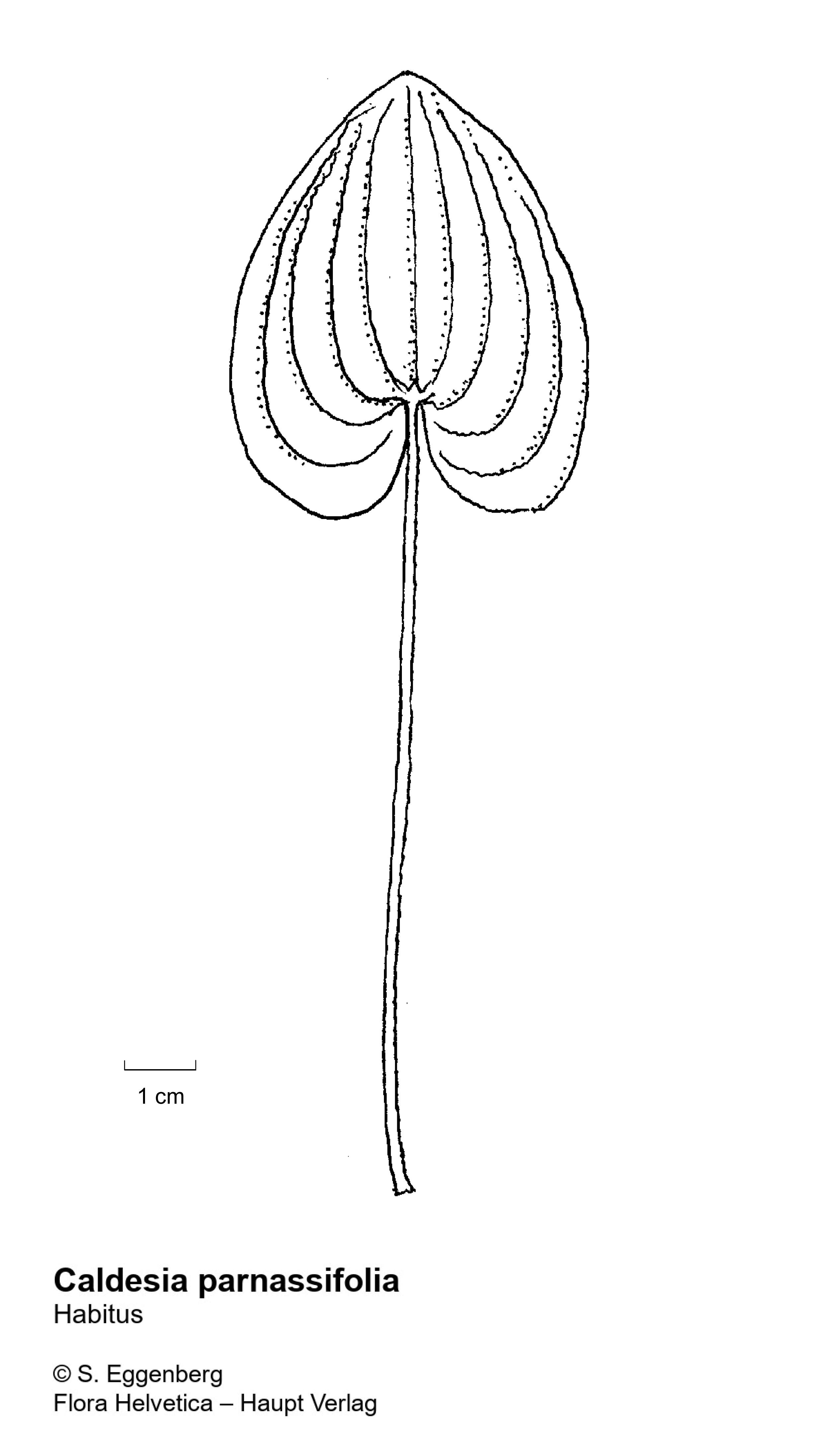 Caldesia parnassifolia (L.) Parl., © Stefan Eggenberg