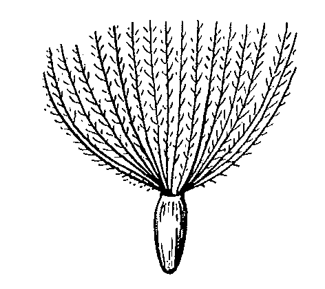 Cirsium Pappus 3.png